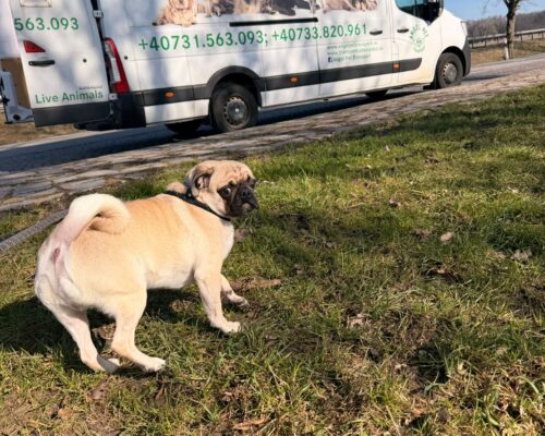 Despre Angel Pet Transport