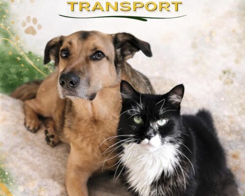 🐾 Transport animale România – UK | Ghid complet pentru 2026