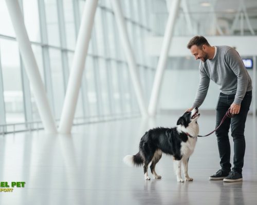 Condiții de carantină pentru câini din România în UK: Ghid complet 2026